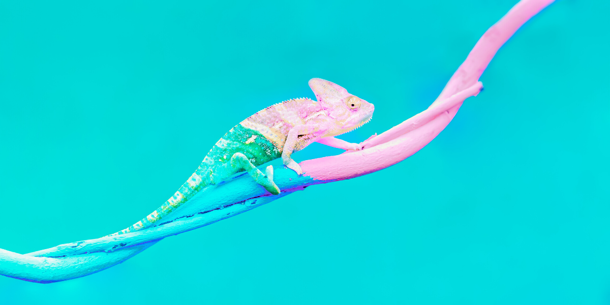 Image of a chameleon changing color